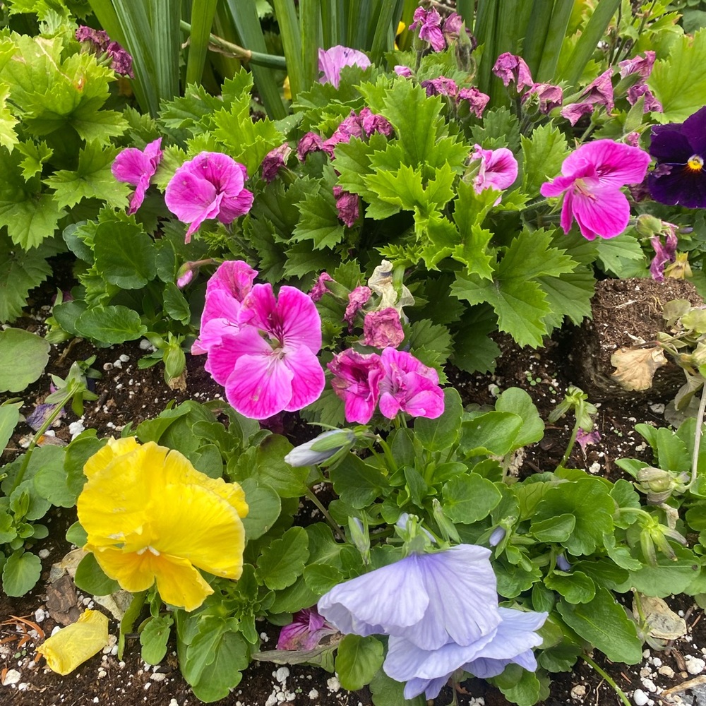 Meet your Posher, Nadia